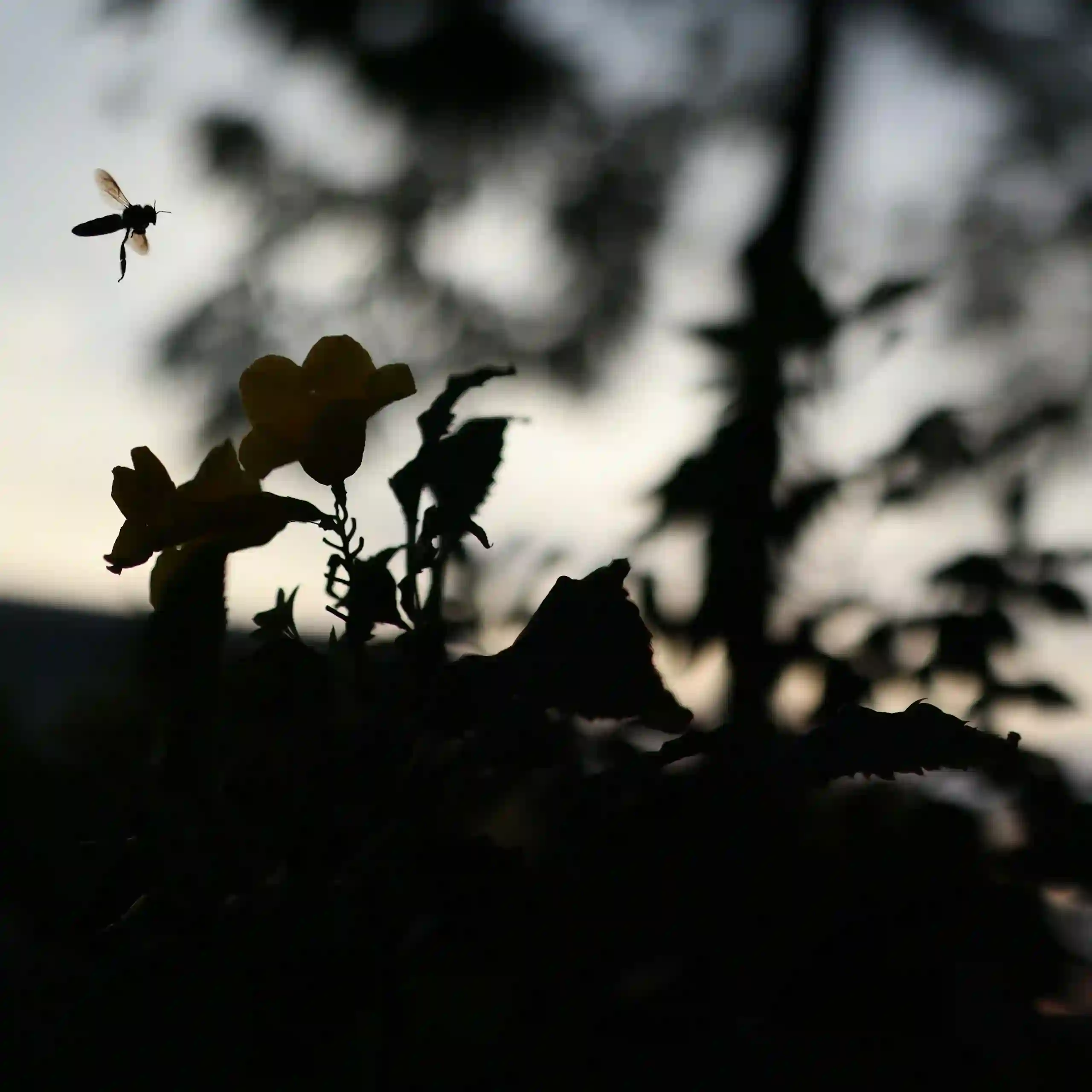 Nectar Bg